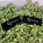 GLENTIK – Wrapped in Love ❤️. 12 Pair Oxidised Earring Gift Set Affordable. Perfect for Gifting.